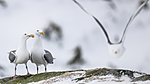 BB 13 0411 / Larus argentatus / Gråmåke